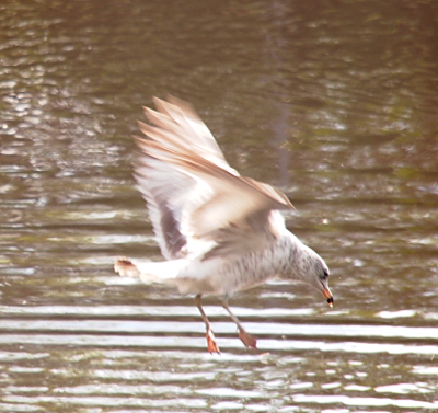 [A gull mottled brown and white coloring with a black ring on its bill is just above the water about to scoop up some bread. Its feet are forward and its wings pulled in somewhat.]